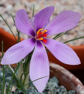 Beginning of saffron harvest from 5500 hectares of Kashmar farms , Iranian saffron, saffron harvest, saffron cultivation, economic prosperity in saffron, medicinal plants, Saffron harvest, saffron export, Iranian saffron export