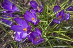 Beginning of saffron harvest in 30 hectares in Golestan and Khorasan , Iranian saffron, saffron harvest, saffron cultivation, economic prosperity in saffron, medicinal plants, saffron harvest in Golestan and Khorasan, saffron harvest from Golestan and Khorasan farms