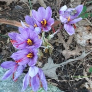 Beginning of saffron harvest in 5.5 tons in Sabzevar city , Iranian saffron, saffron harvest, saffron cultivation, economic prosperity in saffron, medicinal plants, Sabzevar city saffron harvest, saffron harvest from Sabzevar farms