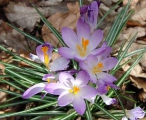 Beginning of saffron harvest in 50 hectares of Golpayegan farms , Iranian saffron, saffron harvest, saffron cultivation, economic prosperity in saffron, medicinal plants, Saffron harvest, saffron export, Iranian saffron export