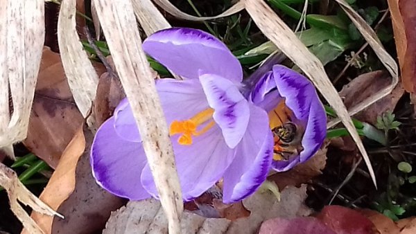 Chairman of the National Saffron Council: Iran's saffron exports decreased , Iranian saffron exports decreased, saffron harvest, saffron cultivation, economic prosperity in saffron, medicinal plants, reduction of Iranian saffron exports, Iranian saffron, Iranian saffron exports