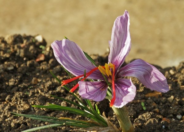 Chinese saffron will not be a problem for Iran , Chinese saffron, economic prosperity in saffron, medicinal plants, saffron production, Iranian saffron, Chinese saffron is not a problem for Iran, saffron export
