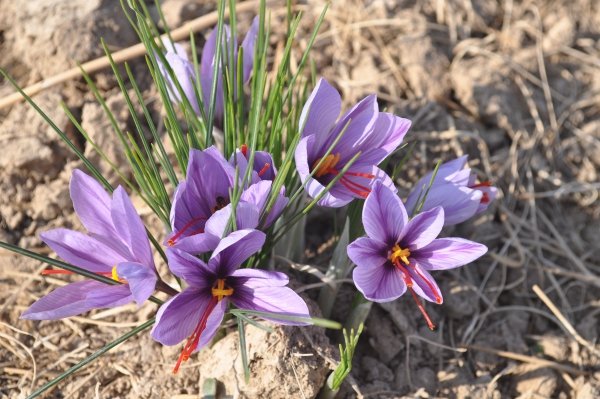 Clarification about the situation of Iranian saffron exports , Transparency about saffron export status, saffron harvest, saffron cultivation, economic prosperity in saffron, medicinal plants, Iranian saffron export status