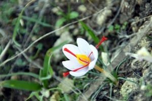 Cultivation of 10 hectares of saffron in Qom province , Iranian saffron, saffron harvest, saffron cultivation, economic prosperity in saffron, medicinal plants, Saffron harvest, saffron export, Iranian saffron export