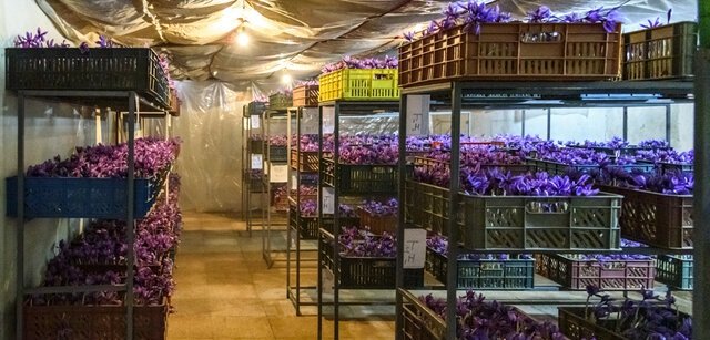 Cultivation of greenhouse saffron cultivation in Iran , Greenhouse saffron cultivation in Iran, Greenhouse saffron harvest, Saffron cultivation, Economic prosperity in saffron, Medicinal plants