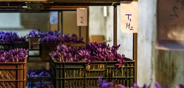 Cultivation of greenhouse saffron cultivation in Iran , Greenhouse saffron cultivation in Iran, Greenhouse saffron harvest, Saffron cultivation, Economic prosperity in saffron, Medicinal plants