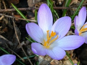 Cultivation of red gold (saffron) in the basin of Lake Urmia , Iranian saffron, saffron harvest, saffron cultivation, economic prosperity in saffron, medicinal plants, Saffron harvest, saffron export, Iranian saffron export