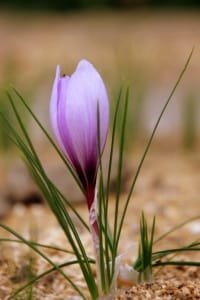 Experimental cultivation of saffron from 2 hectares in Asadabad, Iranian saffron, saffron harvest, saffron cultivation, economic prosperity in saffron, medicinal plants, Saffron harvest, saffron export, Iranian saffron export