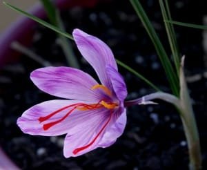 Harvesting 10 kg of red gold (saffron) from Buin Zahra farms , Iranian saffron, saffron harvest, saffron cultivation, economic prosperity in saffron, medicinal plants, Saffron harvest, saffron export, Iranian saffron export