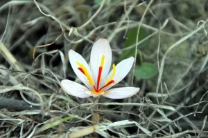 Harvesting 330 kg of saffron in Marand city of East Azerbaijan , Iranian saffron, saffron harvest, saffron cultivation, economic prosperity in saffron, medicinal plants, Saffron harvest, saffron export, Iranian saffron export