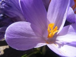 Harvesting 50 kg of saffron from the farms of Islamabad-Gharb city , Iranian saffron, saffron harvest, saffron cultivation, economic prosperity in saffron, medicinal plants, Saffron harvest, saffron export, Iranian saffron export