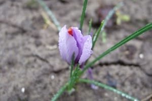 Harvesting of 4 kg of saffron began in Abadeh city , Iranian saffron, saffron harvest, saffron cultivation, economic prosperity in saffron, medicinal plants, saffron of Abadeh city