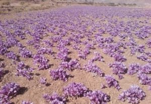 Harvesting saffron from 33 hectares of farms in Rabar city , Iranian saffron, saffron harvest, saffron cultivation, economic prosperity in saffron, medicinal plants, saffron in Rabar city, saffron harvest from farms in Rabar city