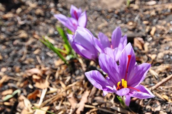 How is the price of Iranian saffron determined? , Iranian saffron prices in the world market, saffron harvest, saffron cultivation, economic prosperity in saffron, medicinal plants, Iranian saffron prices