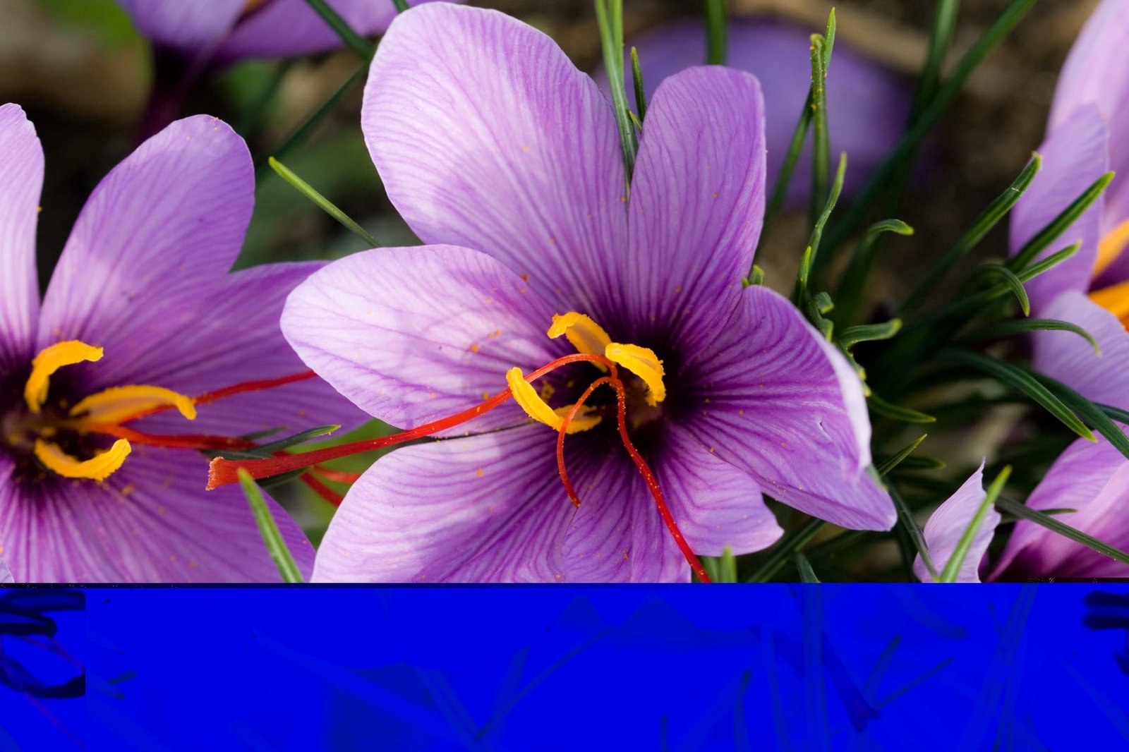 Planting saffron in Qazvin province - Iranian Saffron supplier and exporter