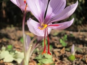 Increase in production of 300 kg of dried saffron in Yazd province , Iranian saffron, saffron harvest, saffron cultivation, economic prosperity in saffron, medicinal plants, Saffron harvest in Yazd province, saffron harvest from farms in Yazd province