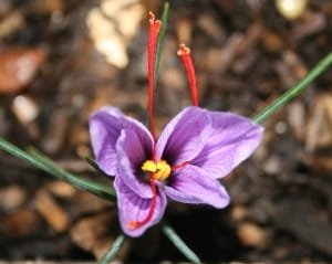 Increasing saffron cultivation from Kermanshah agricultural jihad programs , Iranian saffron, saffron harvest, saffron cultivation, economic prosperity in saffron, medicinal plants, Saffron harvest, saffron export, Iranian saffron export