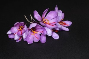 Increasing saffron cultivation in Khorasan in other provinces , Iranian saffron, saffron harvest, saffron cultivation, economic prosperity in saffron, medicinal plants, Saffron harvest, saffron export, Iranian saffron export