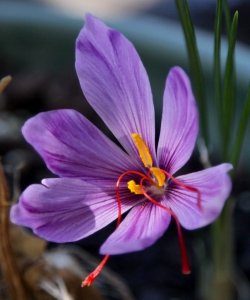 Iran's 6% share of world saffron turnover , Iranian saffron, saffron harvest, saffron cultivation, economic prosperity in saffron, medicinal plants, Saffron harvest, saffron export, Iranian saffron export