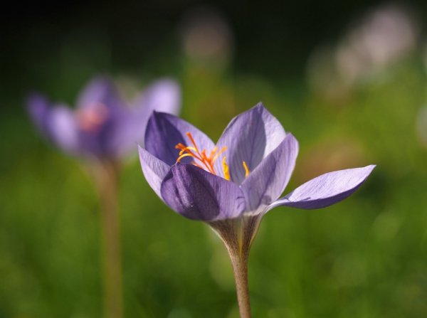 Mafia is the scourge of saffron in Lorestan , Saffron mafia, saffron harvest, saffron cultivation, economic prosperity in saffron, medicinal plants, saffron production, Iranian saffron, saffron therapeutic benefits, Lorestan saffron mafia, saffron mafia