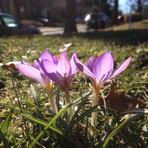 Planting saffron by aeroponic method for the first time in Kashmar , Iranian saffron, saffron harvest, saffron cultivation, economic prosperity in saffron, medicinal plants, Saffron harvest, saffron export, Iranian saffron export, saffron cultivation in greenhouse