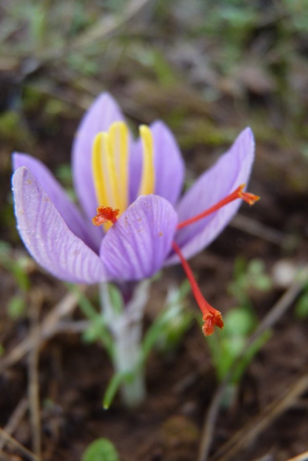 Planting saffron in 2 hectares of lands in Ahar - Tabriz , Planting saffron from the lands of Ahar city, Economic prosperity in saffron, Medicinal plants, Saffron production, Iranian saffron, Planting saffron in Ahar lands, Saffron export, lands in Ahar