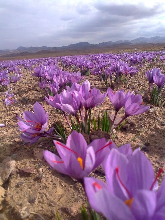 Prediction of 120 kg of saffron harvest in Rafsanjan city , Saffron in Rafsanjan city, saffron harvest, saffron cultivation, economic prosperity in saffron, medicinal plants, Rafsanjan saffron