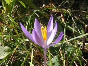 Prediction of harvesting 1600 kg of saffron in the city , Iranian saffron, saffron harvest, saffron cultivation, economic prosperity in saffron, medicinal plants, Natanz saffron harvest, saffron harvest from farms in Natanz, saffron export, Iranian saffron export