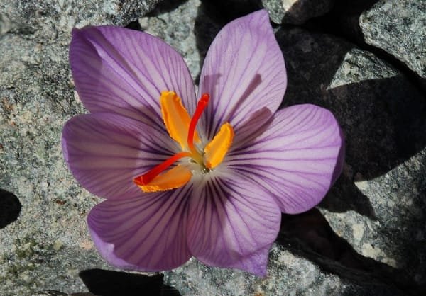 Prediction of harvesting more than 580 kg of saffron in Ardestan , Prediction of saffron harvest in Ardestan, Saffron harvest, Saffron cultivation, Economic prosperity in saffron, Medicinal plants, Saffron harvest in Ardestan, Iranian saffron, Ardestan saffron