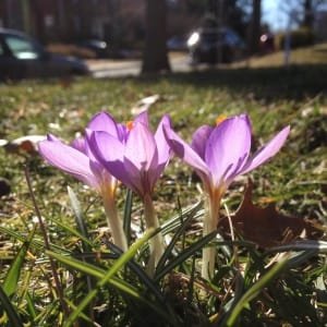 Predictions about Iranian saffron exports did not materialize , Iranian saffron, saffron harvest, saffron cultivation, economic prosperity in saffron, medicinal plants, Saffron harvest in the province, saffron export, Iranian saffron export