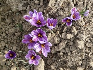 Production of 22 tons of dry saffron in Ghaen city , Iranian saffron, saffron harvest, saffron cultivation, economic prosperity in saffron, medicinal plants, Saffron harvest, saffron export, Iranian saffron export