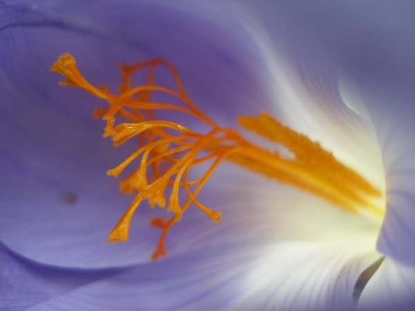 Production of one kilo of saffron from every 150 thousand flowers , Saffron production from every 150 thousand flowers, Saffron cultivation, Economic prosperity in saffron, Medicinal plants, Saffron production, Iranian saffron, Saffron flowers, Production of one kilogram of saffron from every 150 thousand saffron flowers