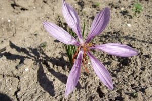 Saffron harvest began in 75 hectares of farms in Neyriz city , Iranian saffron, saffron harvest, saffron cultivation, economic prosperity in saffron, medicinal plants, saffron of Neyriz city, saffron harvest from Neyriz farms