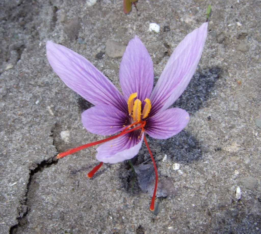 Saffron harvest was completed on 30 hectares of land from Abadeh farms , Iranian saffron, saffron harvest, saffron cultivation, economic prosperity in saffron, medicinal plants, saffron of Abadeh city