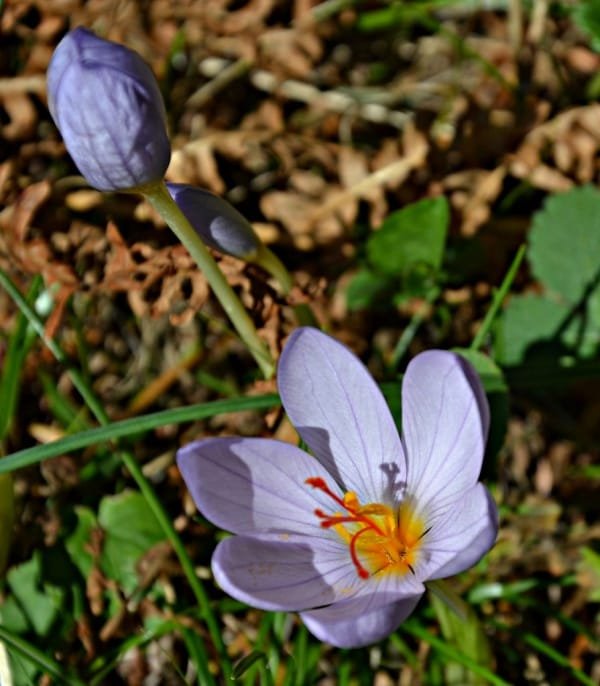 Saffron is a commodity called Iran and traders in the world market , Commodity saffron in the name of Iran, Saffron harvest, Saffron cultivation, Economic prosperity in saffron, Medicinal plants, Commodity saffron in the name of Iran in the world market, Commodity saffron in the world market, Saffron in the world market