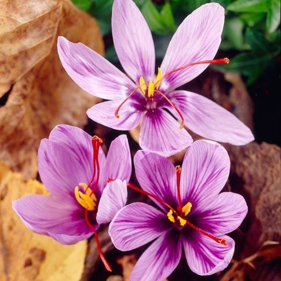 Saffron needs low water with very high economic value , Saffron with very high economic value, cultivation and export of saffron with very high economic value, saffron harvest, saffron cultivation, economic prosperity in saffron