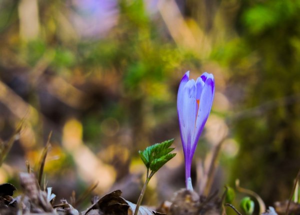 Saffron production in Markazi province increased by 30% , Saffron production in Markazi province, Saffron harvest, Saffron cultivation, Economic prosperity in saffron, Medicinal plants, Saffron production, Iranian saffron, Saffron in Markazi province