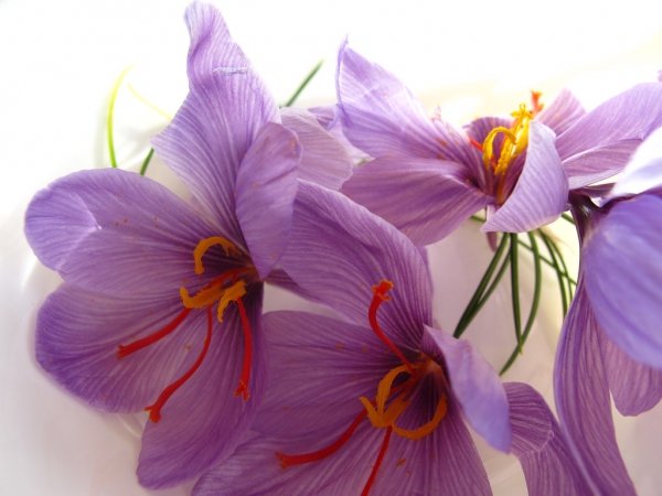 The miraculous properties of saffron in strengthening the immune system , Miraculous properties of saffron, Saffron, Miraculous properties of saffron in strengthening the immune system, Saffron in strengthening the immune system, Medicinal plants, Medicine and health, Iranian saffron