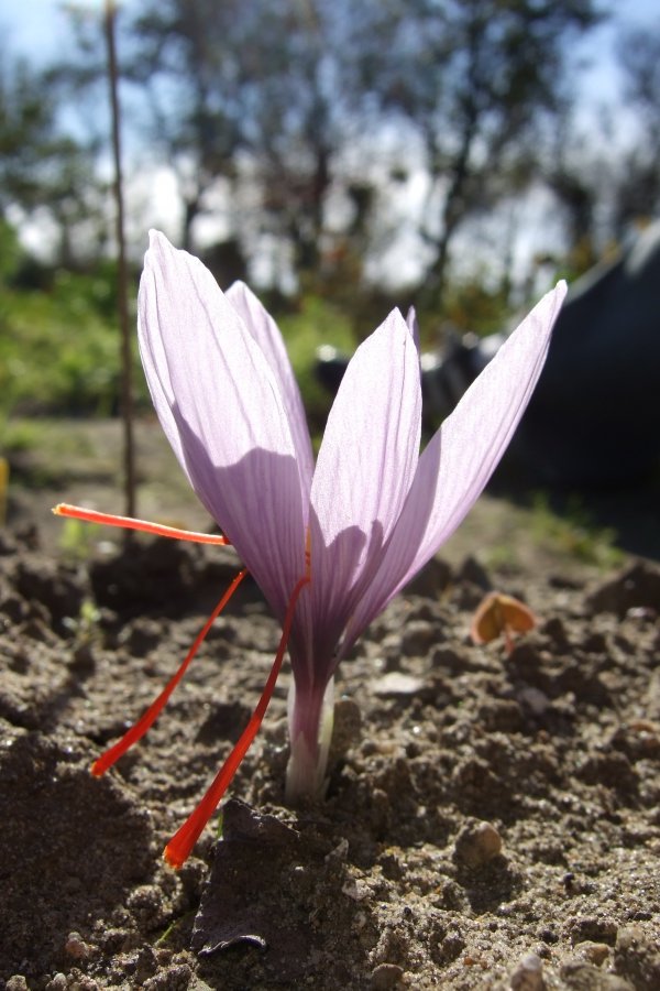 The supply of saffron on the stock exchange is halfway , Supply of saffron in the stock market, Saffron harvest, Saffron cultivation, Economic prosperity in saffron, Medicinal plants, Iranian saffron, Supply of saffron, Saffron in the stock market