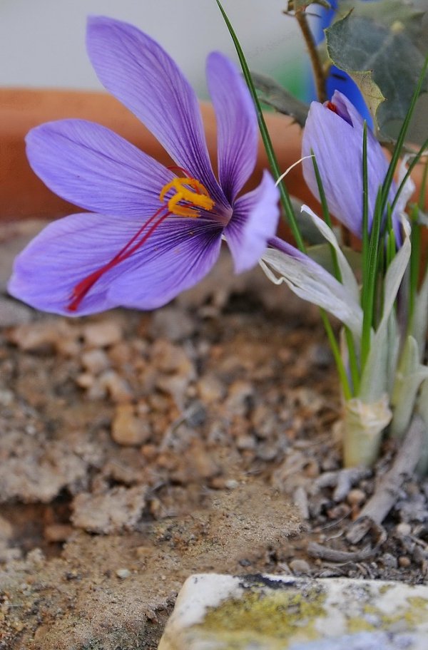 The world price of saffron should be determined by Iran , World price of saffron, Saffron harvest, Saffron cultivation, Economic prosperity in saffron, Medicinal plants, Saffron, World price of saffron with Iran