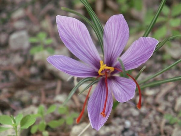 The world's largest producer of saffron has only 300 million exports