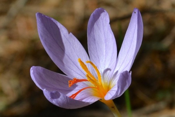 What are the important steps of OSEC Iranian saffron , Important steps of OSEC Iranian saffron, Saffron harvest, Saffron cultivation, Economic prosperity in saffron, Medicinal plants, OSEC steps in Iranian saffron, Iranian saffron