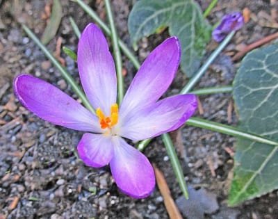 Yazd is the third largest producer of Iranian saffron