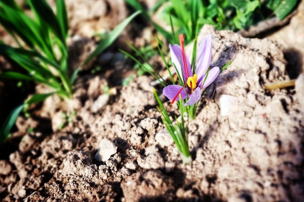 Yellowing of saffron farmers in Farooj city in North Khorasan Iran, Farooj saffron farmers in North Khorasan, saffron harvest, saffron cultivation, economic prosperity in saffron, medicinal plants, Farooj saffron farmers