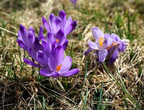 How Saffron Positively Impacts Mental Health