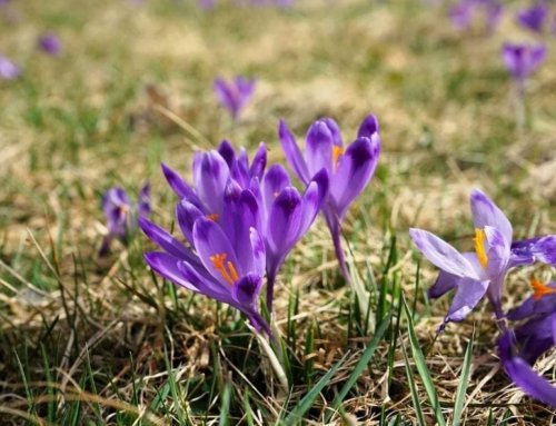 Saffron for Cooking: From Flower to Thread