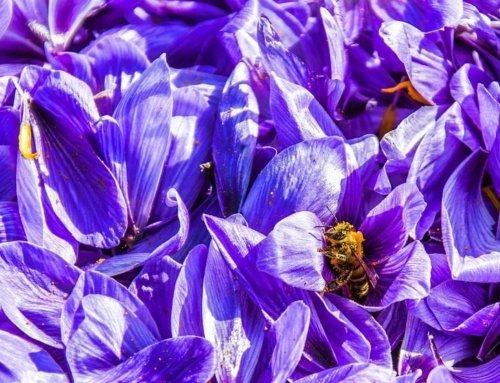 Saffron in Various Dishes