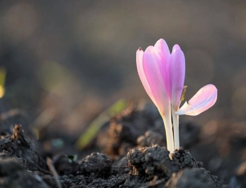 Saffron Combinations with Various Foods