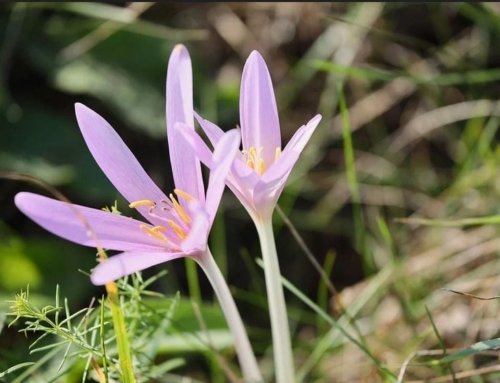 Saffron Pests and Diseases