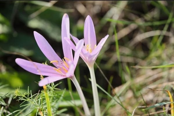 saffron pest and disease management